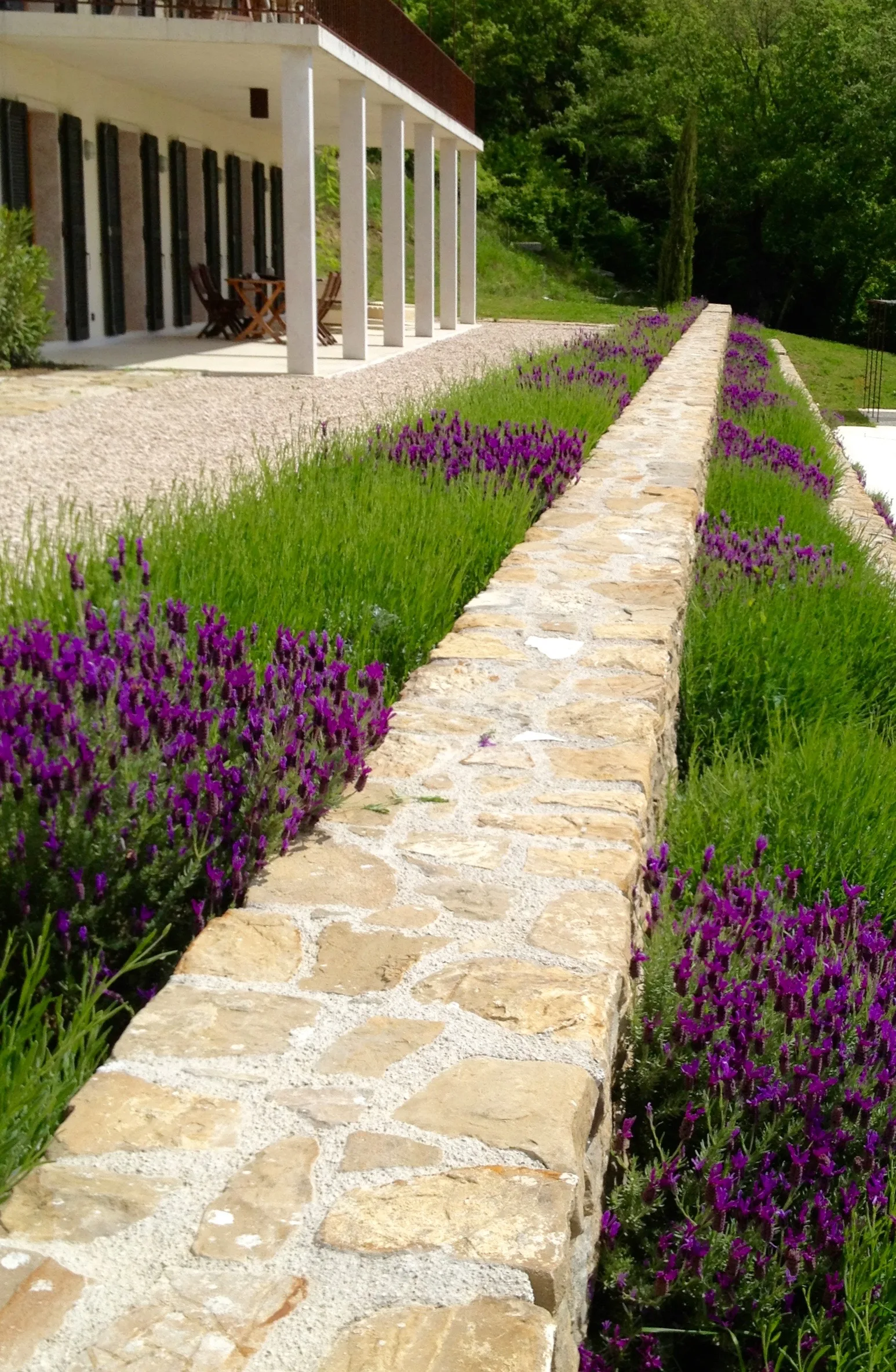 Garden beds with lavender and rosemary
