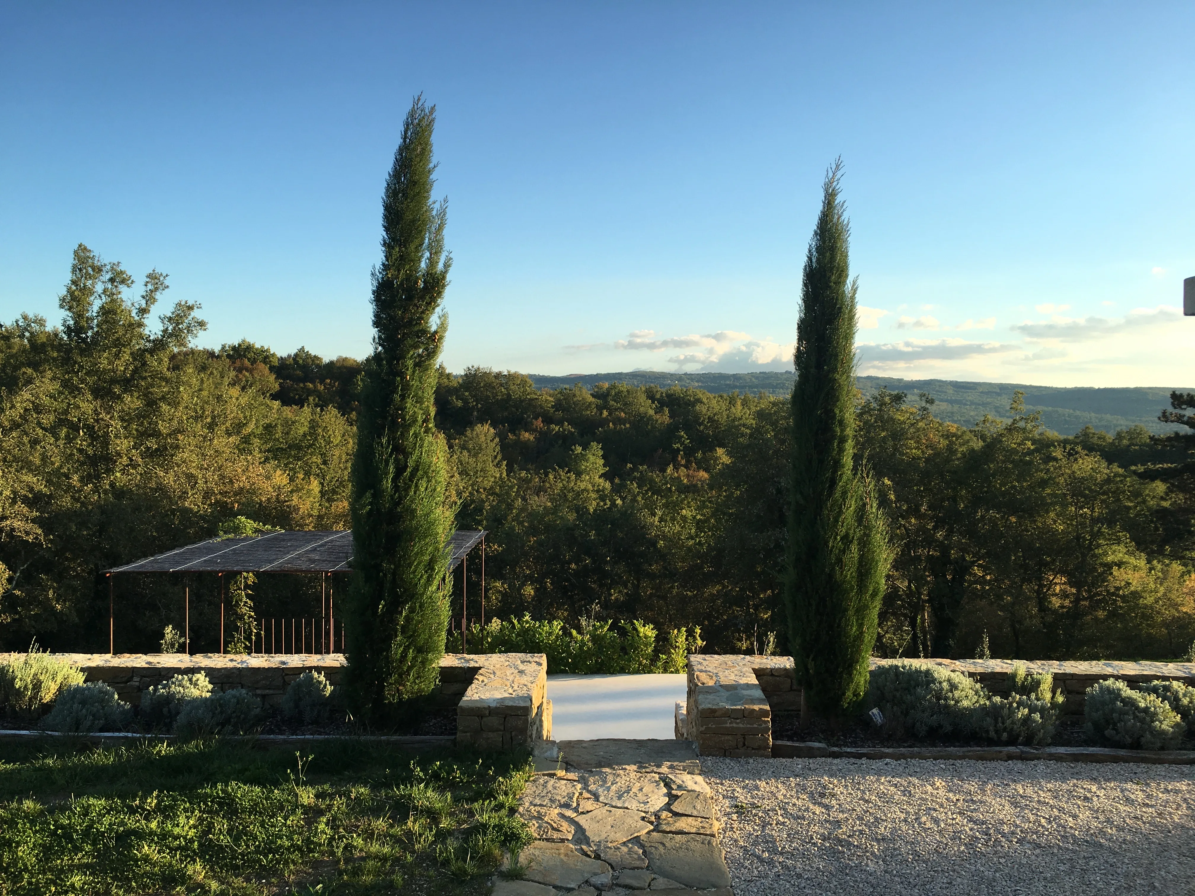 Two pine trees framing the oliveyard valley view