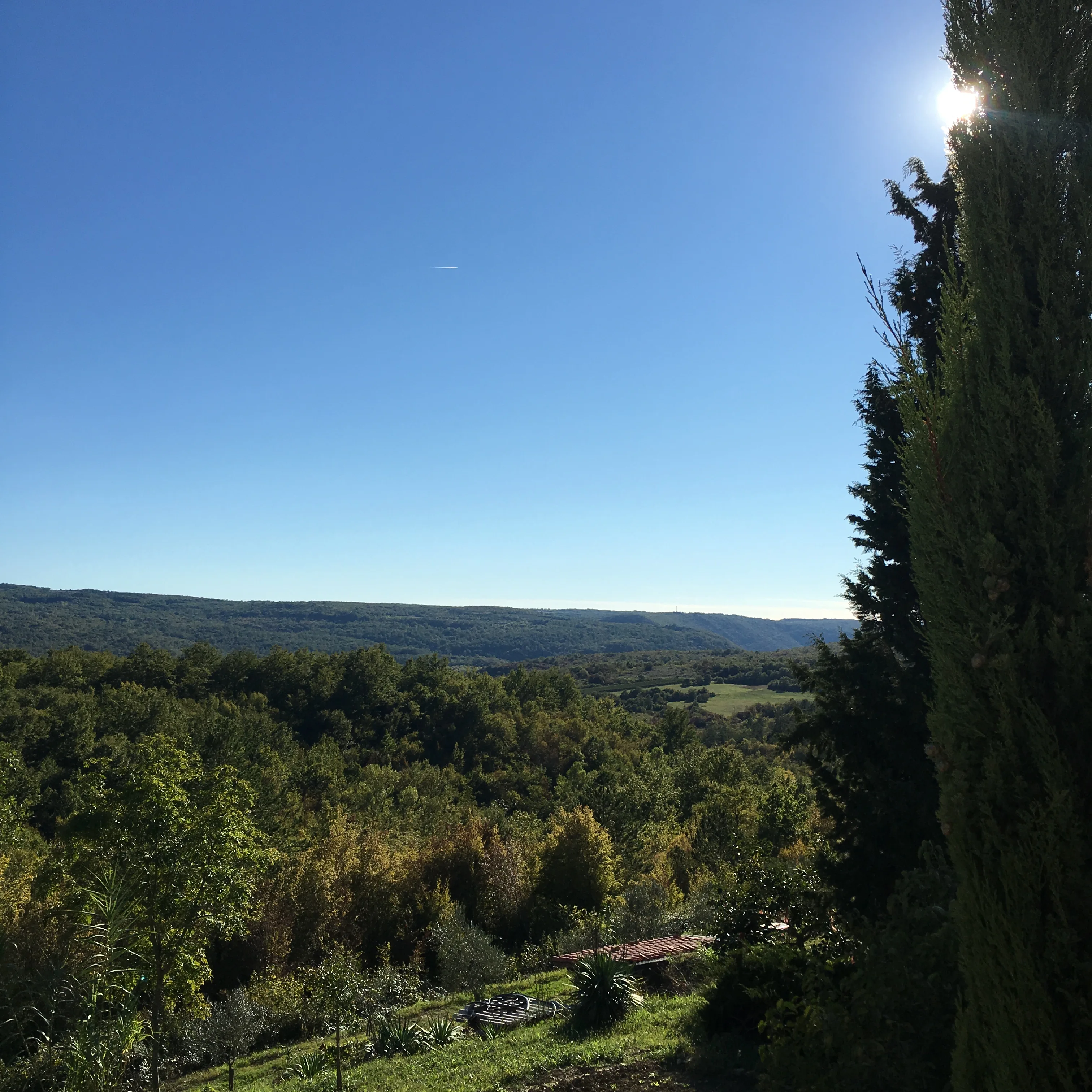 View into the green Istrian valley with ancient olive trees